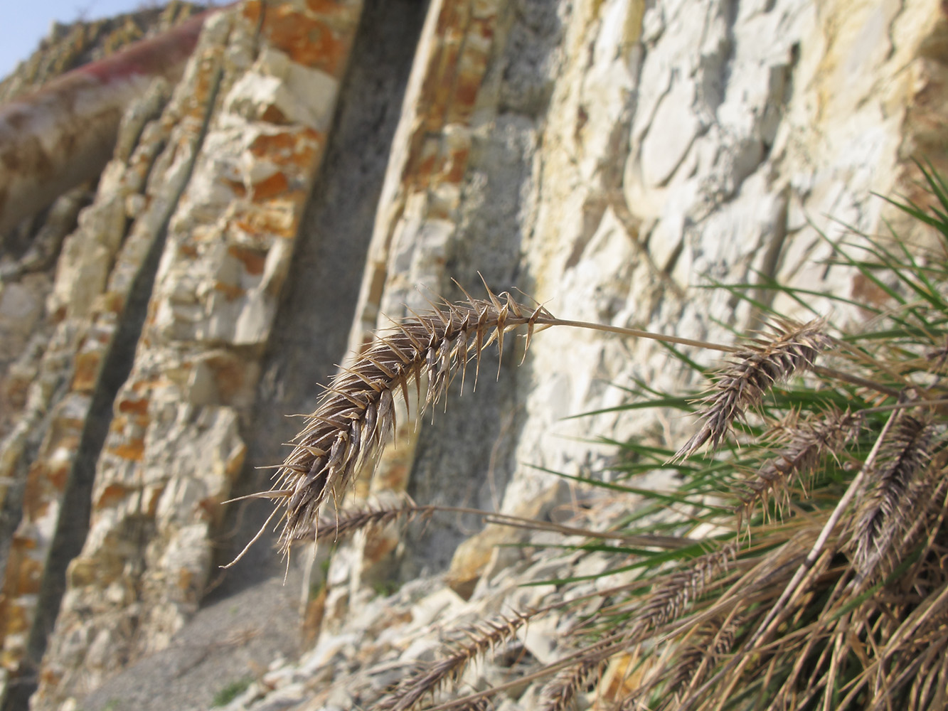 Изображение особи Agropyron pinifolium.