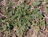 Erodium hoefftianum. Цветущее растение. Украина, г. Запорожье, пос. Солнечный, балка, на склоне. 14.03.2014.