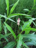 Persicaria amphibia. Цветущее растение на торфянистом перешейке между старицей и рекой. Коми, Сыктывдинский р-н, окр. пос. Еляты, берег р. Сысола. 14.07.2013.