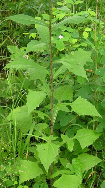 Image of Lactuca raddeana specimen.