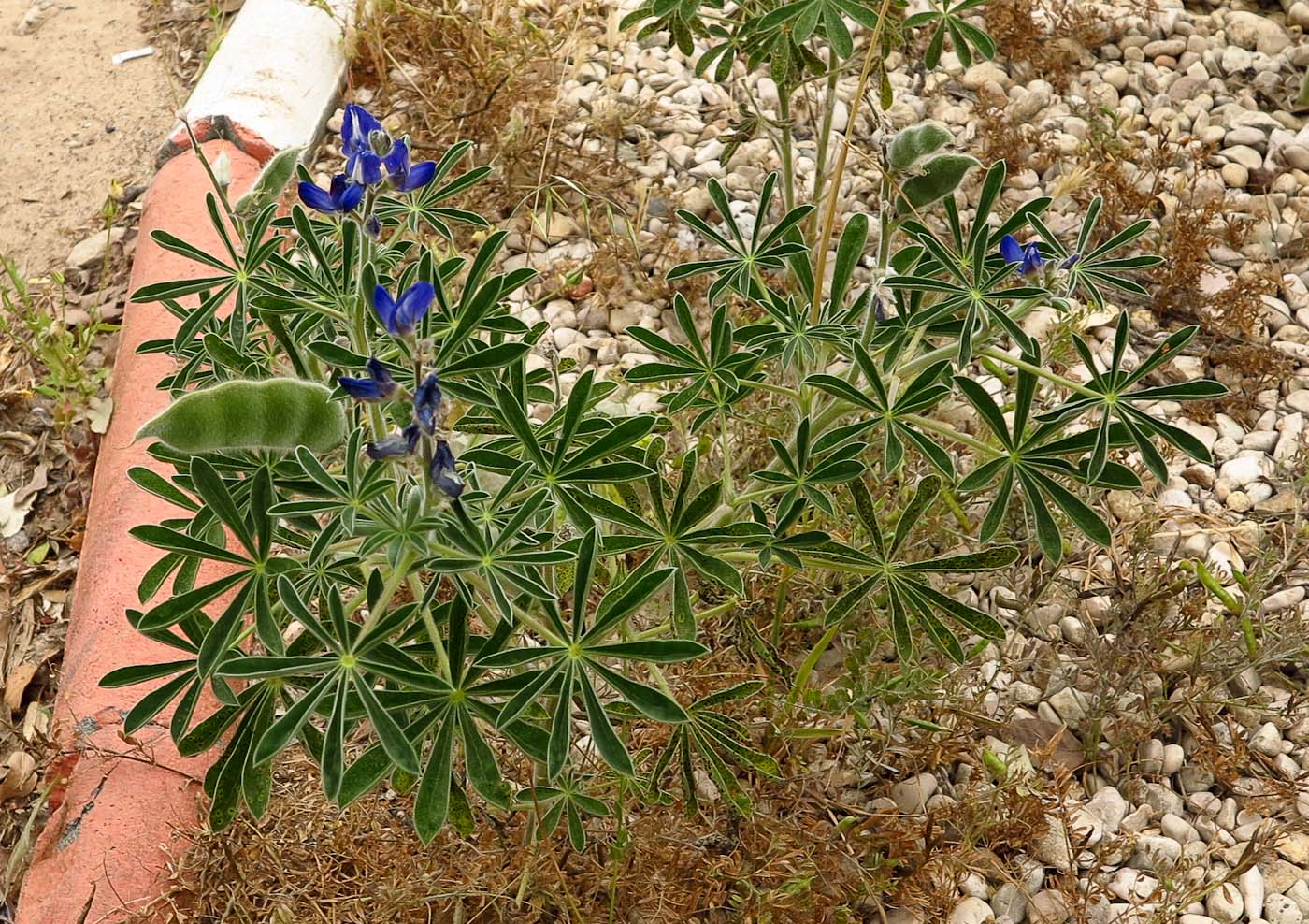 Image of Lupinus pilosus specimen.