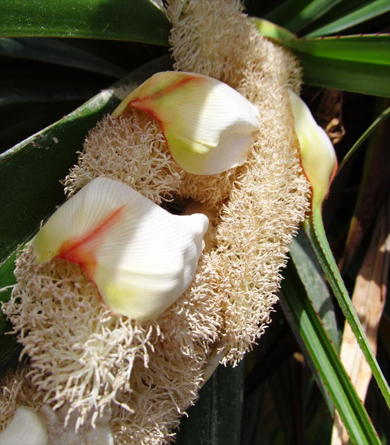 Изображение особи Pandanus utilis.