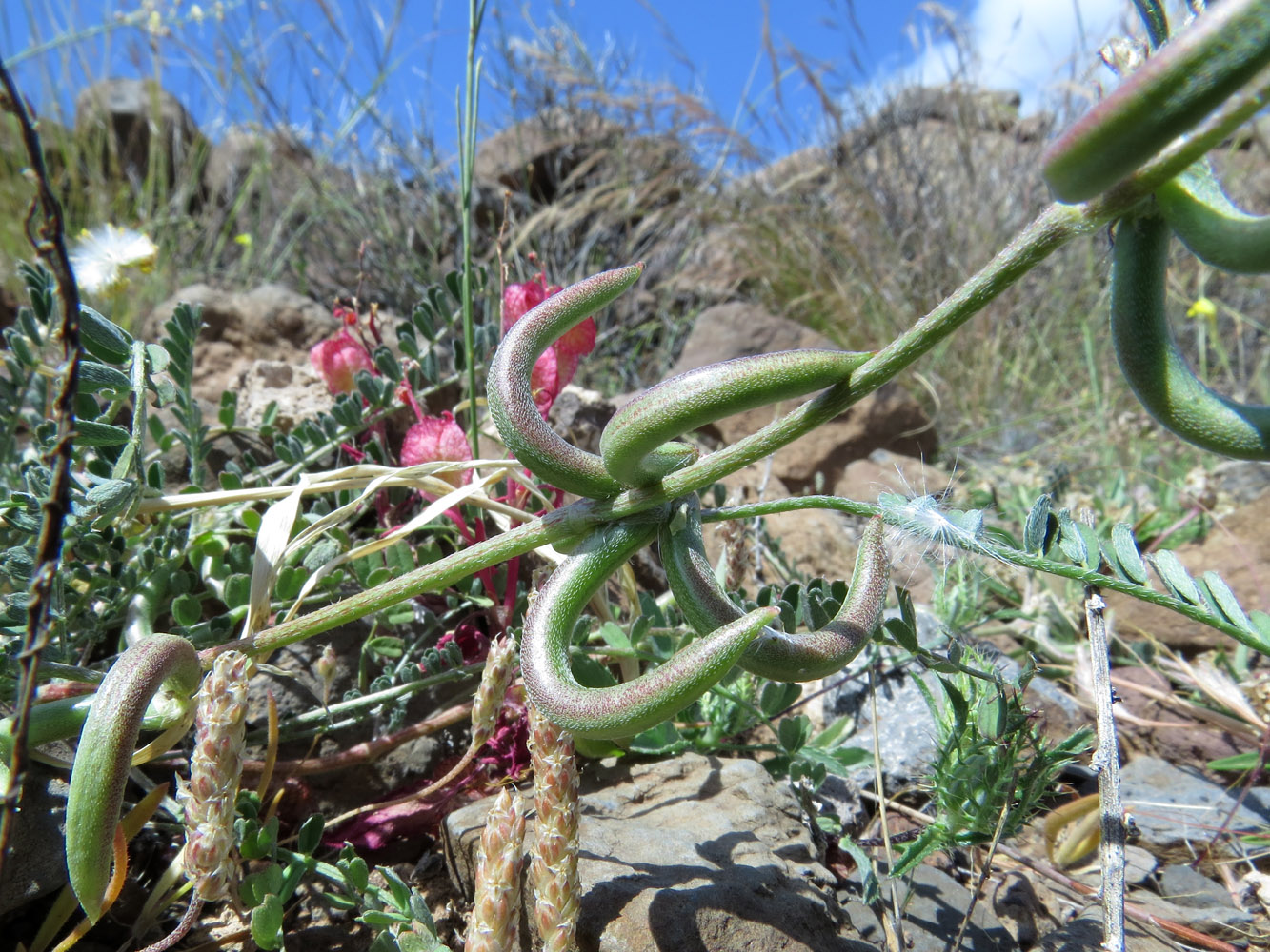 Image of Astragalus hamosus specimen.