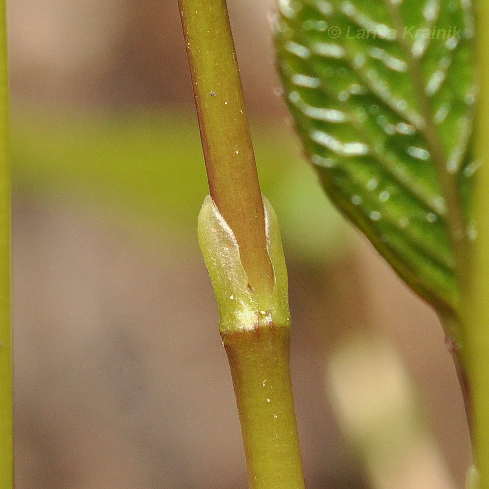 Image of Chloranthus quadrifolius specimen.