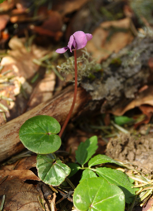 Image of Cyclamen coum specimen.