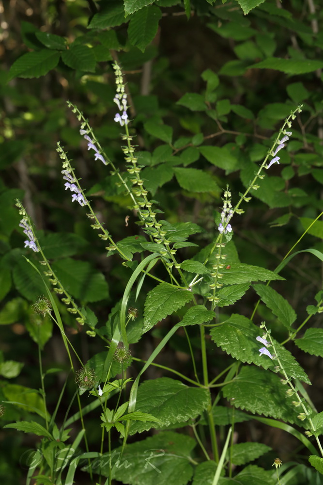 Изображение особи Scutellaria altissima.