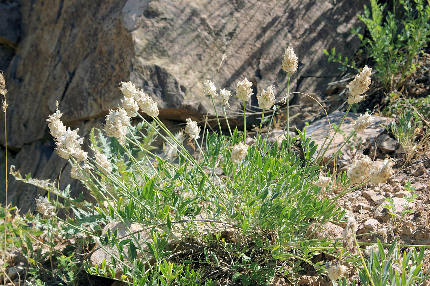 Изображение особи Astragalus pseudonobilis.