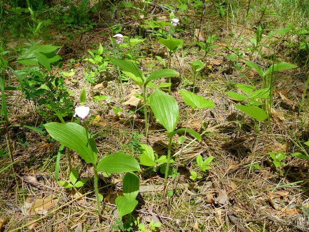 Image of Cypripedium guttatum specimen.