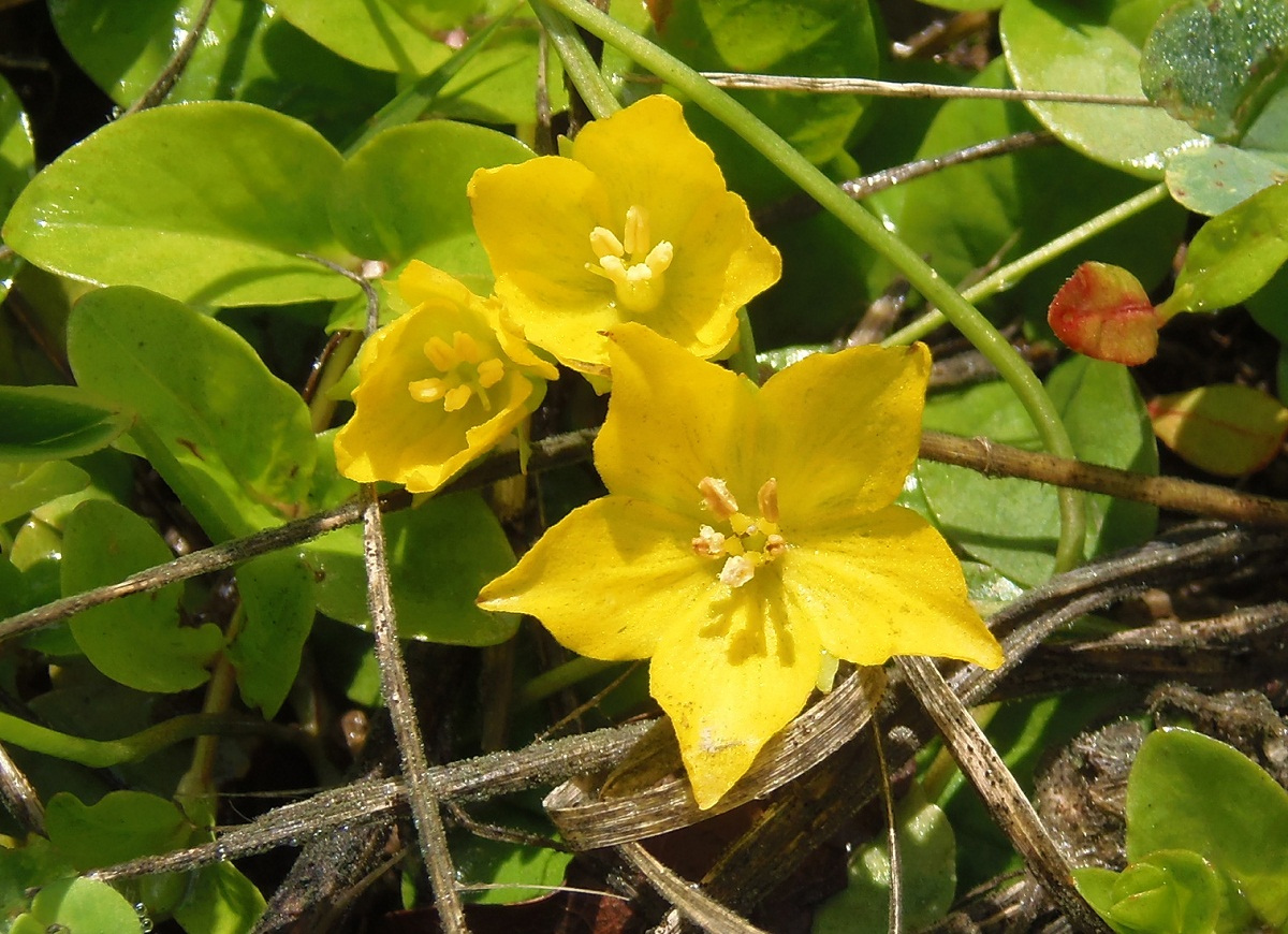 Image of Lysimachia nummularia specimen.