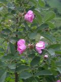 Rosa villosa