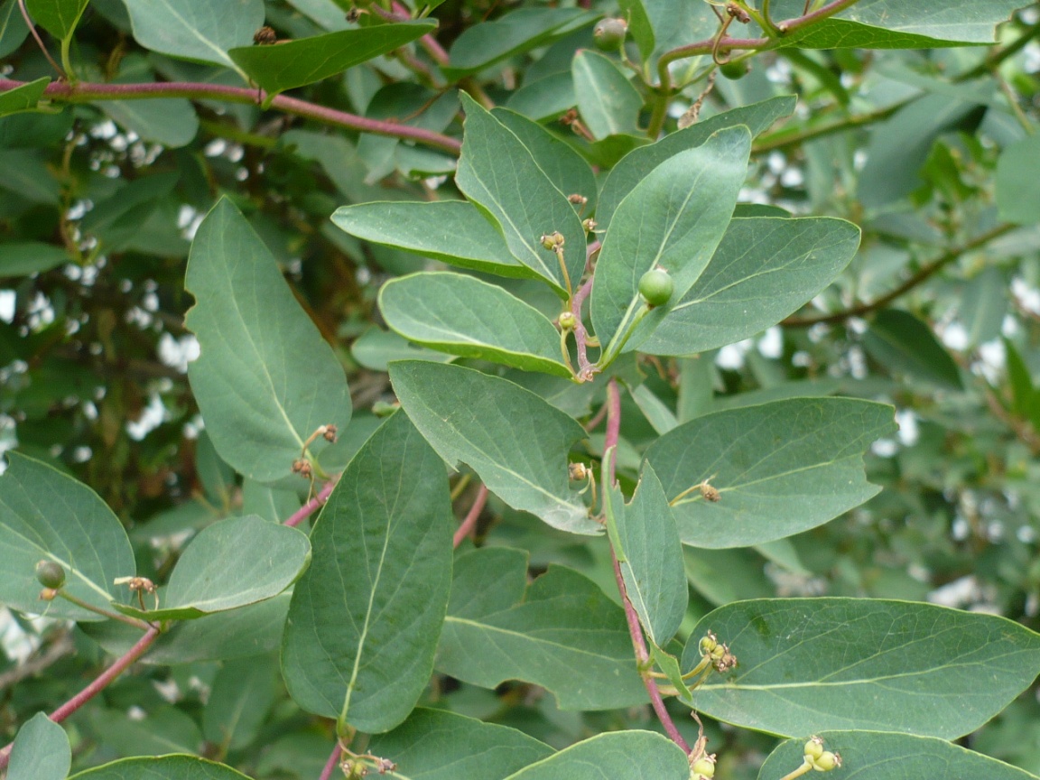Image of Lonicera tatarica specimen.