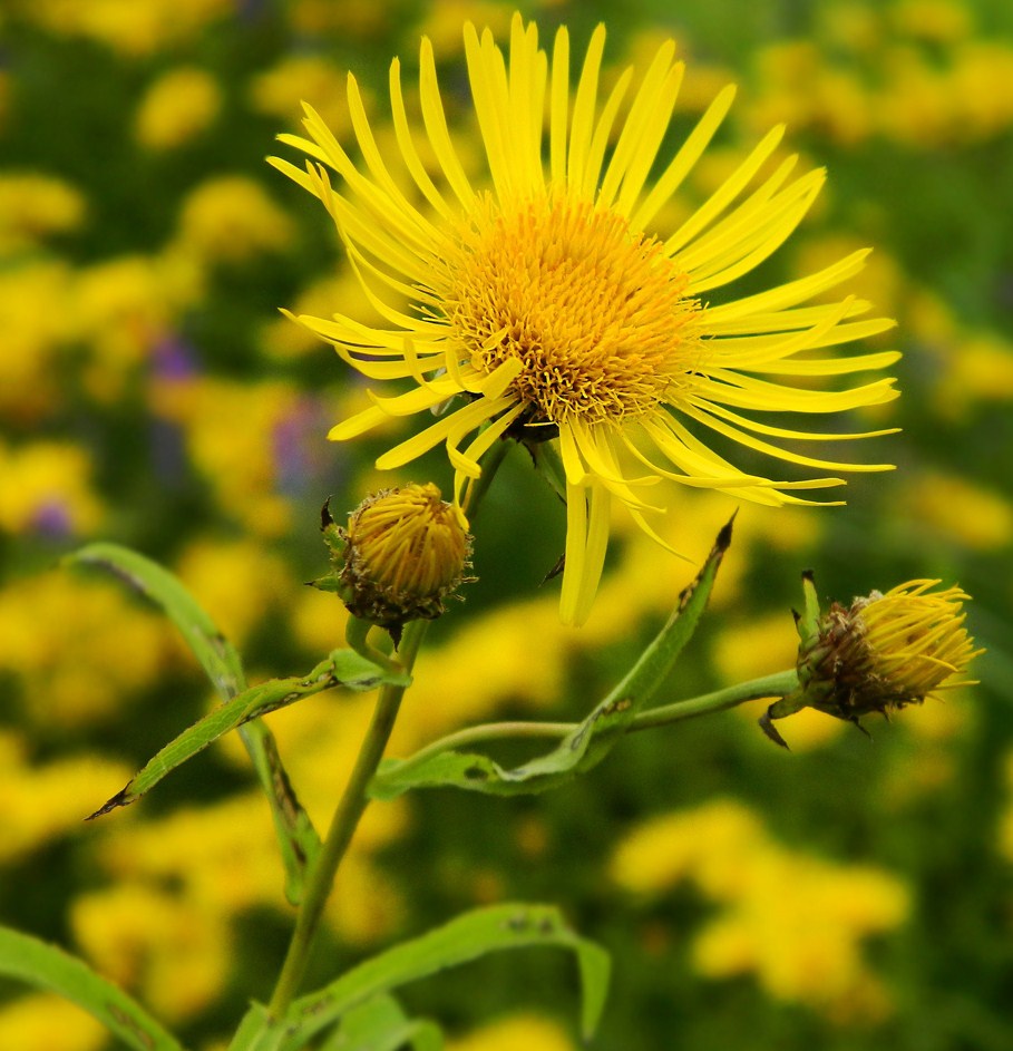 Изображение особи Inula salicina.