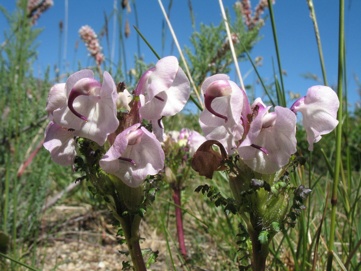 Изображение особи Pedicularis rhinanthoides.