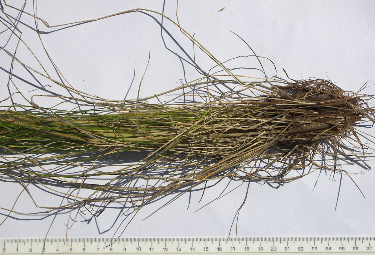 Image of Poa longifolia specimen.