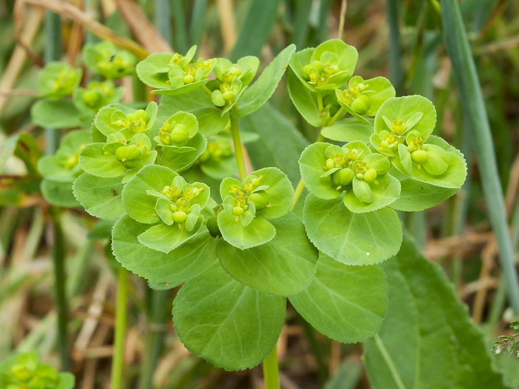 Image of Euphorbia helioscopia specimen.