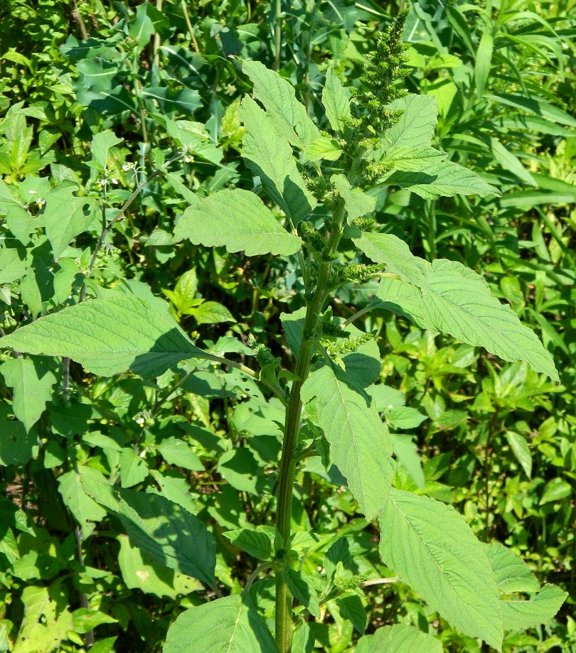 Изображение особи Amaranthus hybridus.