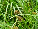 Juncus effusus