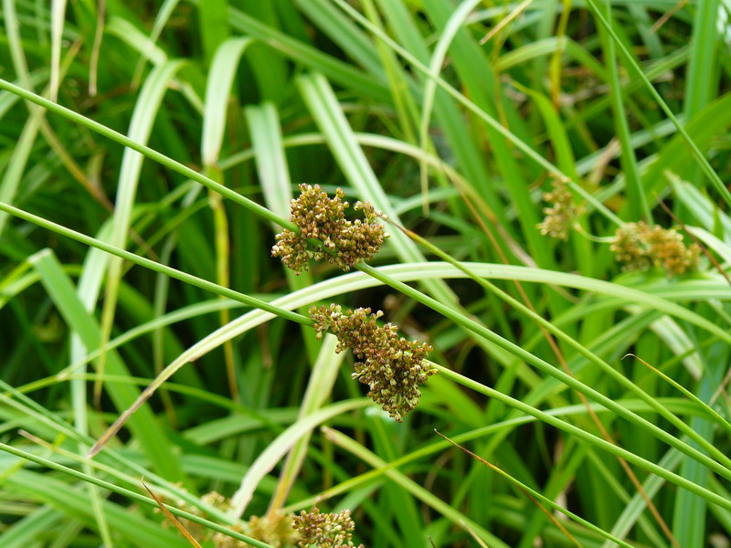 Изображение особи Juncus effusus.