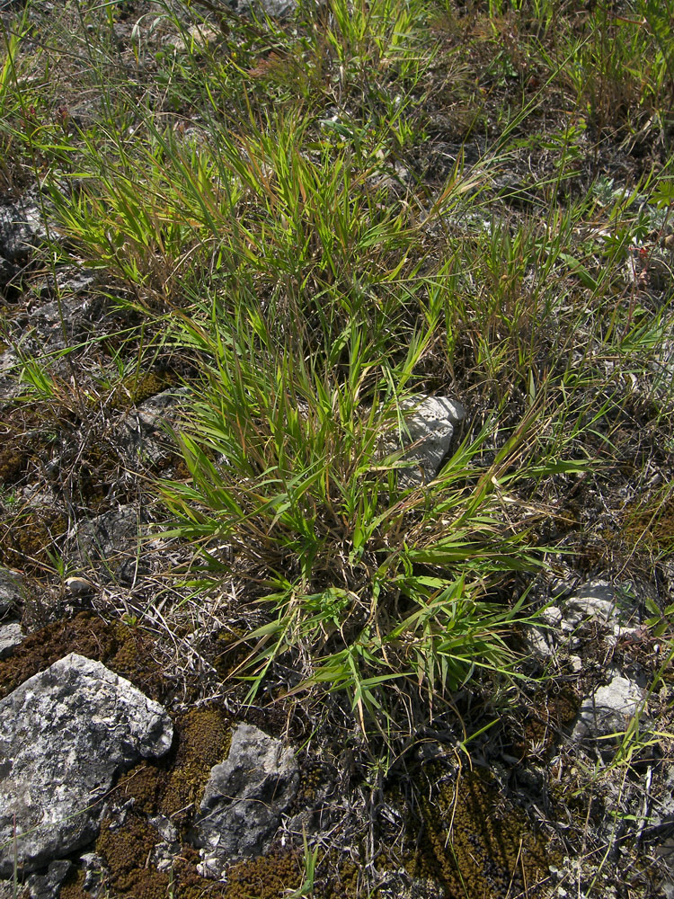 Image of Cleistogenes bulgarica specimen.