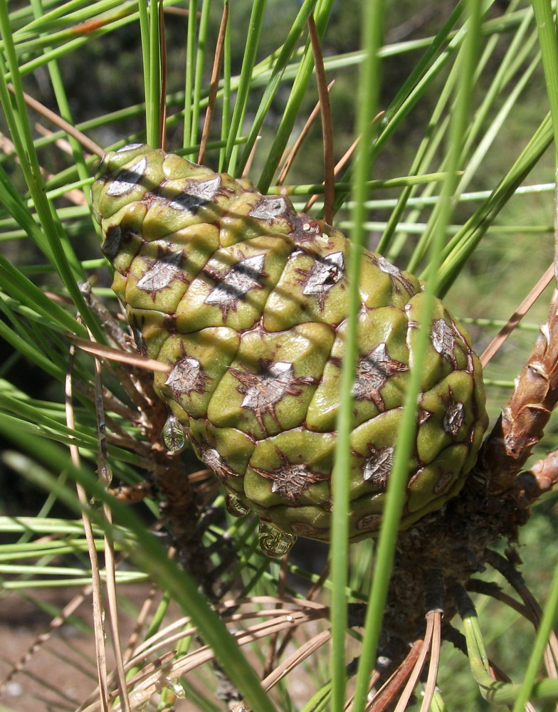 Изображение особи Pinus brutia.