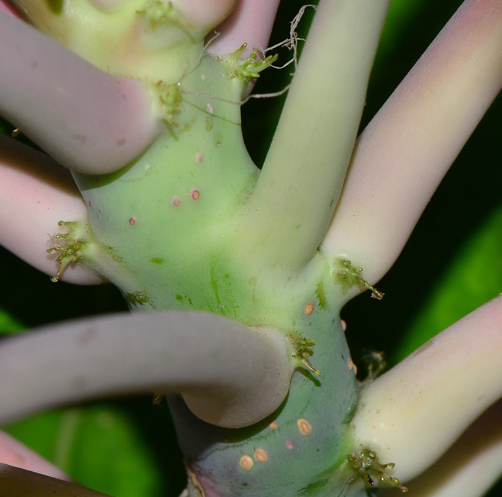 Image of Jatropha podagrica specimen.