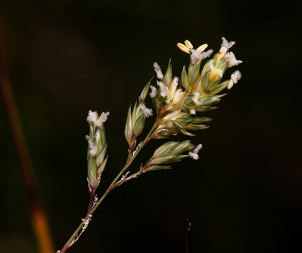 Изображение особи Phalaroides arundinacea.