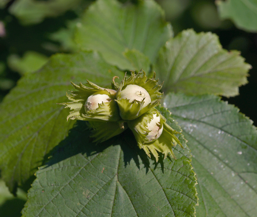 Изображение особи Corylus avellana.