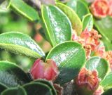 Cotoneaster horizontalis