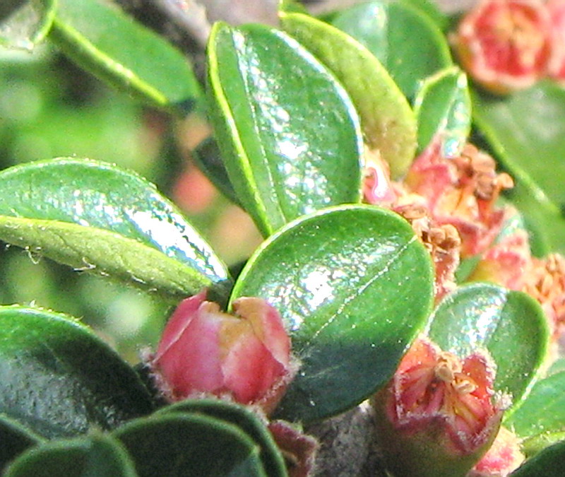 Изображение особи Cotoneaster horizontalis.