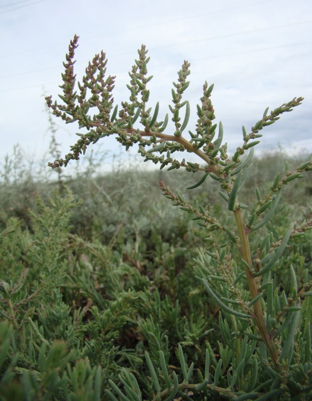 Image of Suaeda prostrata specimen.