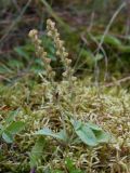 Veronica officinalis. Верхушка побега с соплодиями. Калужская обл., пос. Думиничи, опушка смешанного леса. 20.08.2009.