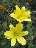 Hemerocallis minor