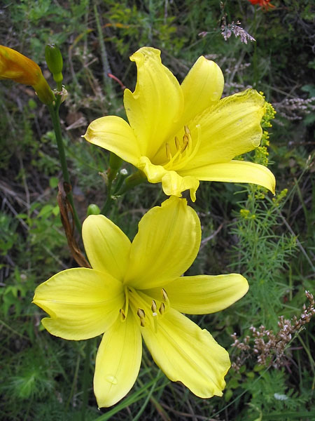 Image of Hemerocallis minor specimen.