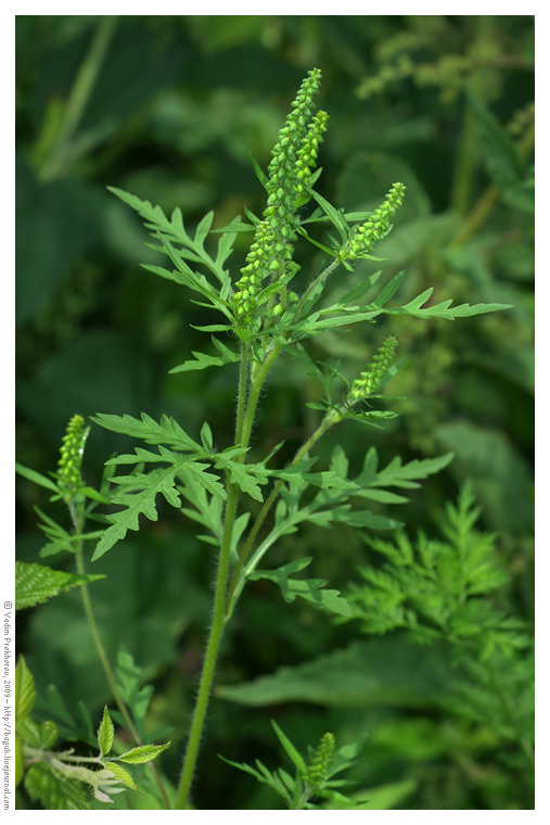 Изображение особи Ambrosia artemisiifolia.