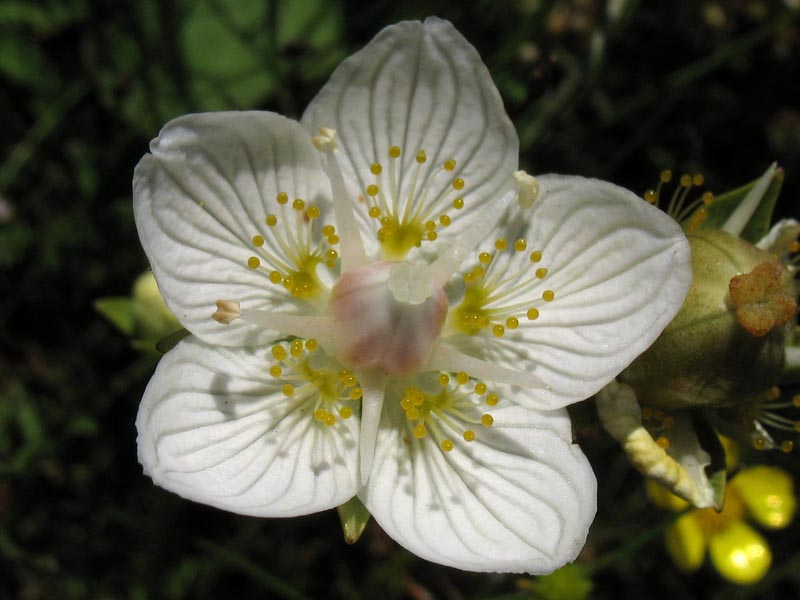 Изображение особи Parnassia palustris.