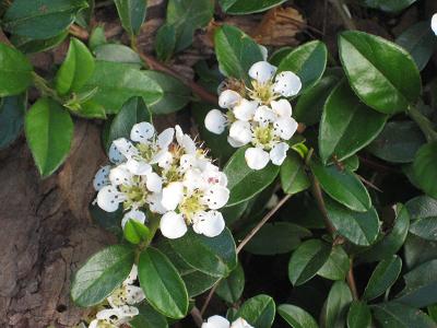 Image of Cotoneaster dammeri specimen.