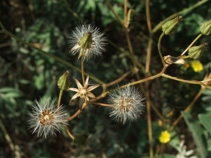 Изображение особи род Crepis.