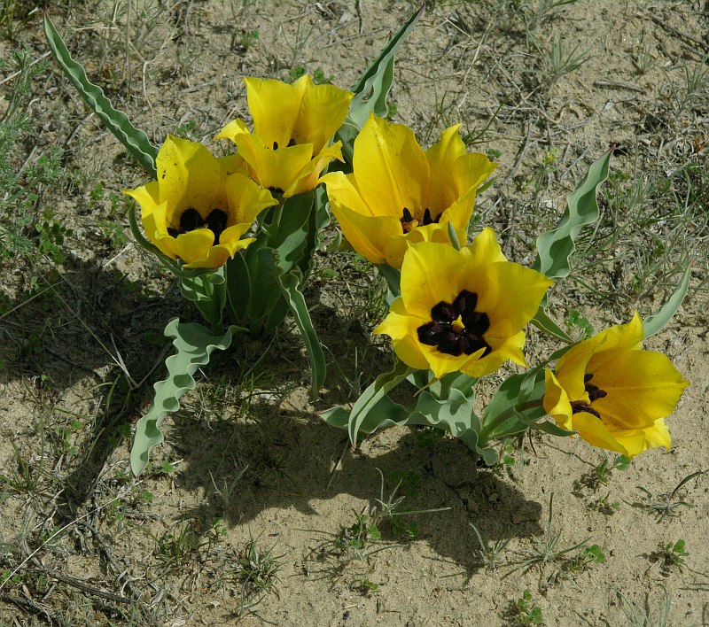 Image of Tulipa borszczowii specimen.