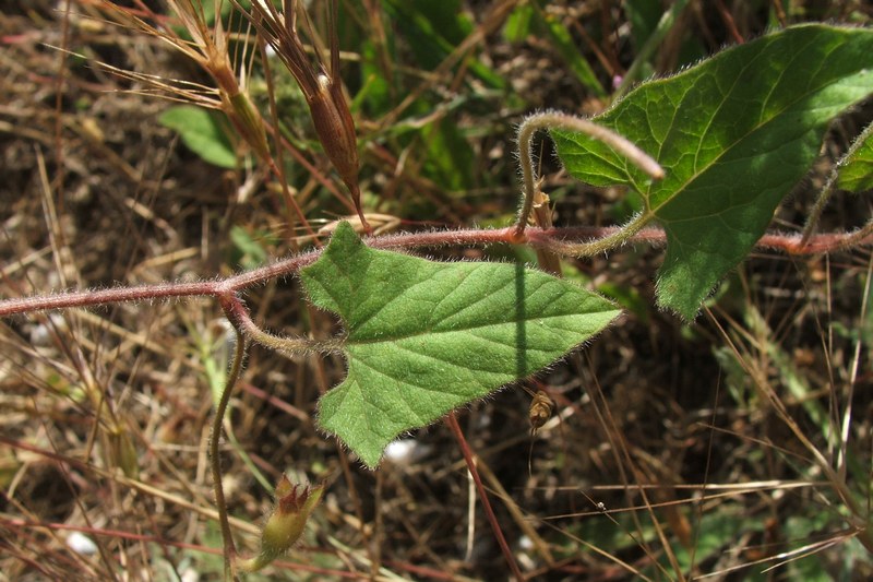 Image of Convolvulus betonicifolius specimen.