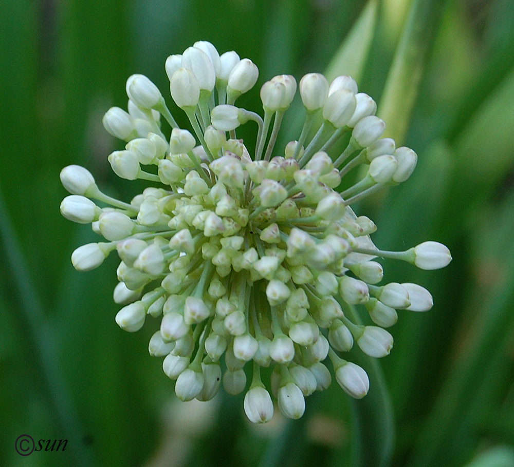 Image of Allium nutans specimen.