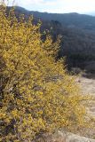 Cornus mas. Цветущее растение. Ставропольский край, регион Кавказские Минеральные Воды, Кисловодск, Курортный парк. 22.03.2015.