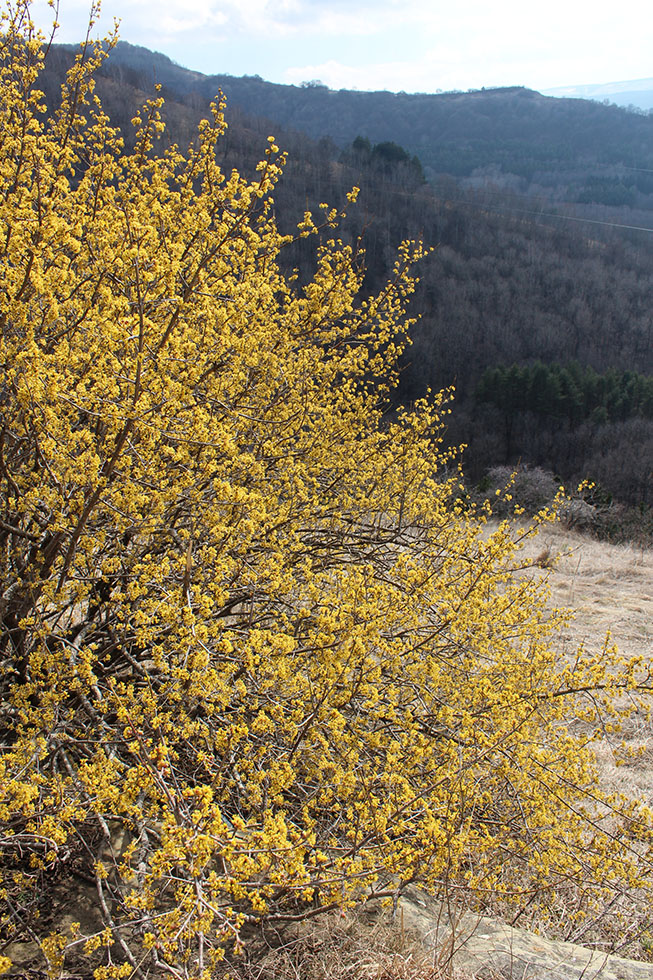 Image of Cornus mas specimen.