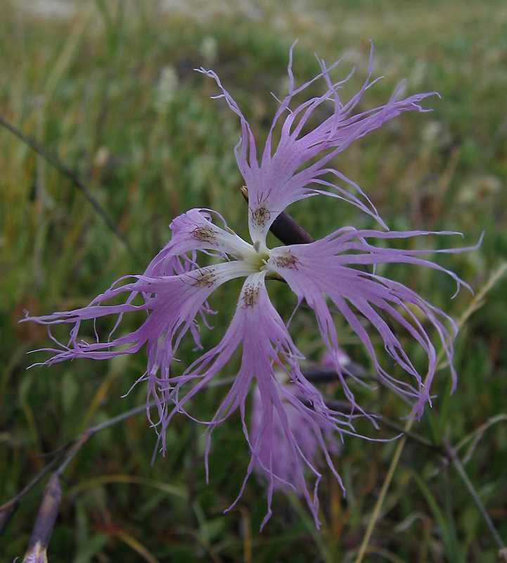 Изображение особи Dianthus superbus.