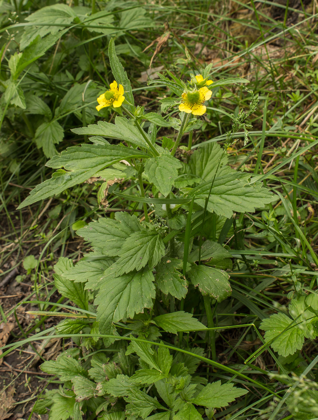 Image of Geum aleppicum specimen.