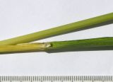 Calamagrostis &times; paradoxa