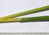 Image of taxon representative. Author is Сергей Банкетов