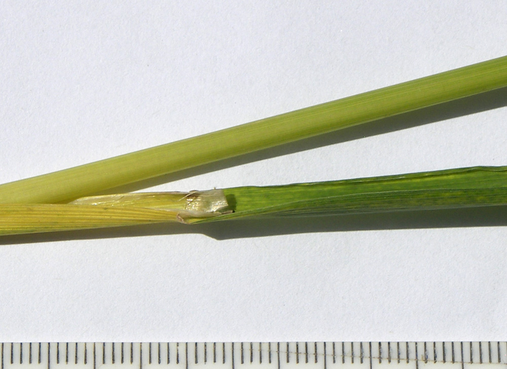 Image of Calamagrostis &times; paradoxa specimen.