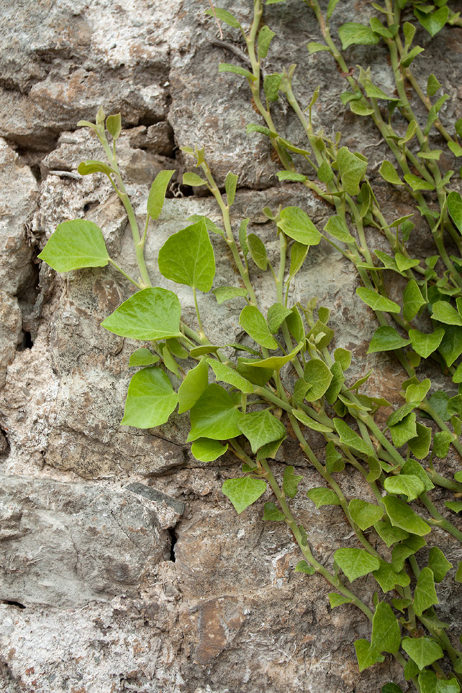 Image of Hedera helix specimen.