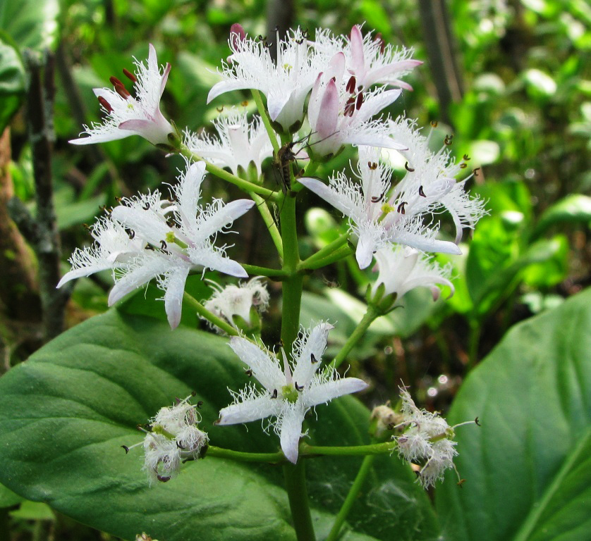 Image of Menyanthes trifoliata specimen.