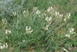 Astragalus reduncus